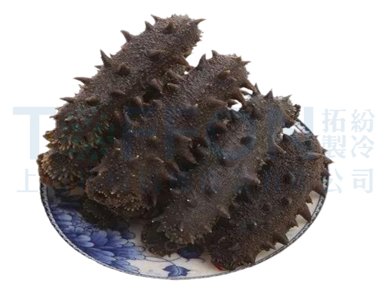 海參凍干，海鮮食品凍干技術(shù)應(yīng)用于海參凍干