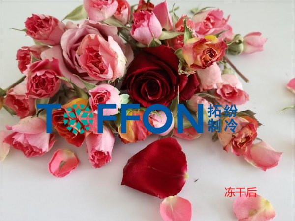 凍干機(jī)制作永生，留住鮮花的永恒之美